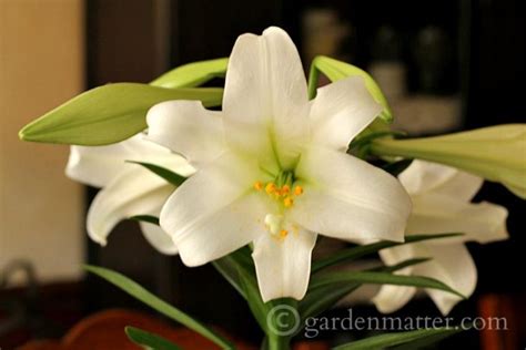 Easter Lilies And A Centerpiece Hearth And Vine
