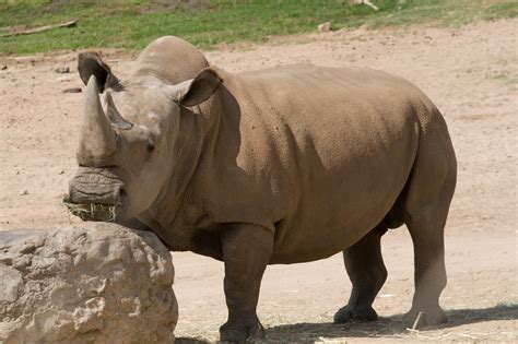 15 Fascinating Northern White Rhino Facts Rhino Review