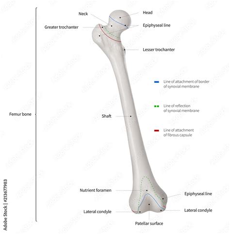 Infographic Diagram Of Human Femur Bone Or Leg Bone Anatomy System