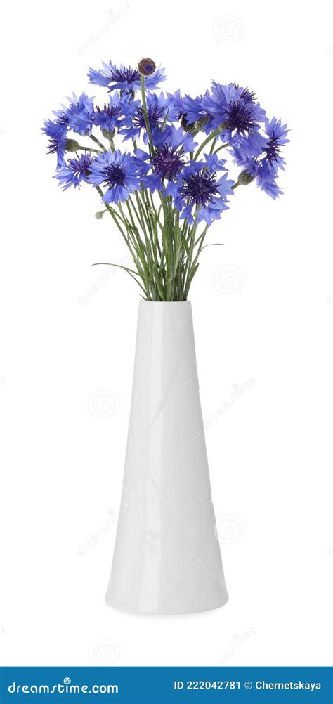 Beautiful Bouquet Of Cornflowers In Vase Isolated On White Stock Image