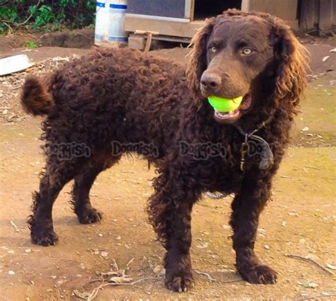 Our curlies have proved themselves in the showring, as. Curly Coated Retriever Puppy Uk - Animal Friends