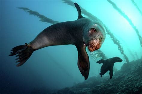 Sea Lions preparing for shows at St. Louis Zoo