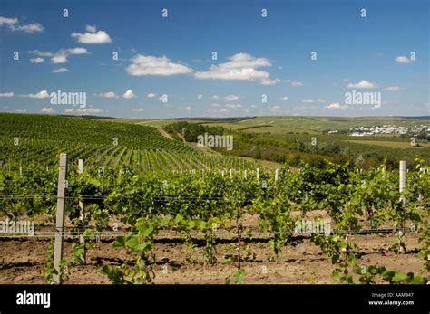 Cricova Moldova Nationality Vineculture Vineyards Viniculture Hi Res