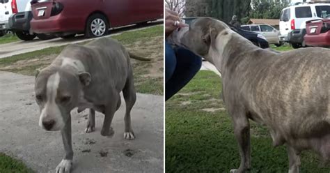 Pregnant Pit Bull Found Roaming The Streets In Advanced Stages Of