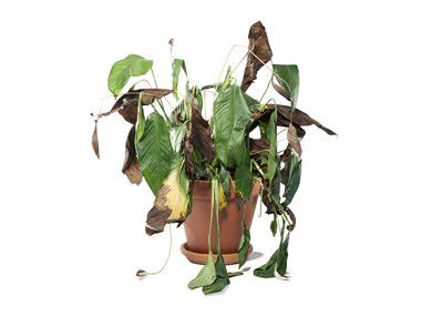What to do with dying flowers? Always Keep an Open Mind