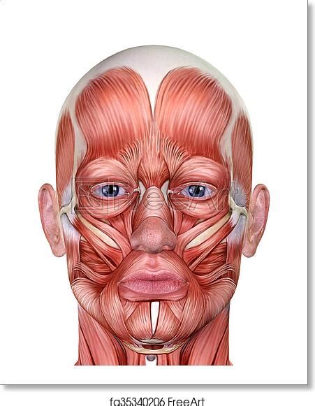 Free art print of Male Face Muscles Anatomy. Male Face Muscles Anatomy