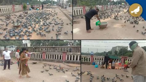Mohd azharuddin bin mat sah, ketua eksekutif2. Hyderabad: Man feeding pigeons says, Peace of mind