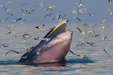 New Species Of Whale Discovered In Gulf Of Mexico Environmental Watch