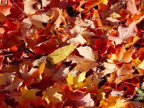 Autumn Leaves Photos Free Photo Download Freeimages