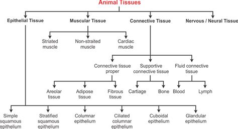 Plant Tissues Name Types Of Plant Tissues Functions Diagram