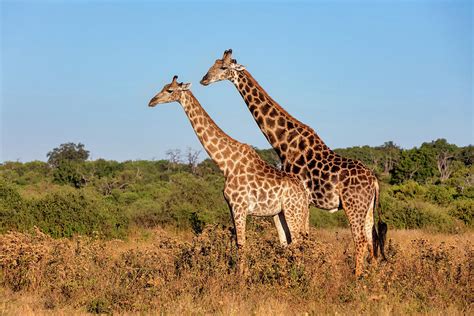 South African Giraffe Mating In Chobe Botswana Safari Photograph By Artush Foto Fine Art America