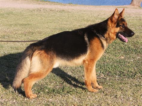 Black And Red German Shepherd Dog For Sale Zauberberg