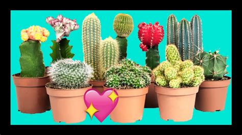 17 Tipos De Cactus Y Sus Nombres Que Puedes Tener En Tu Jardin 2020