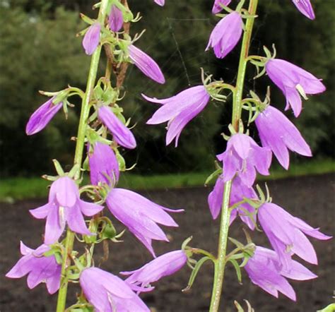 Creeping Bellflower City Of Edmonton