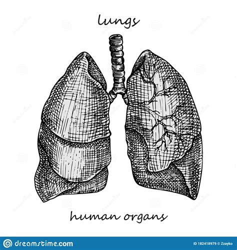 Lungs Realistic Hand Drawn Icon Of Human Internal Organs Engraving
