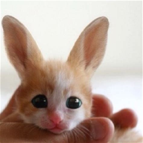 Cats are natural predators, while rabbits are prey animals. A cat and a rabbit mix called a cabbit! Adorable! Kind of ...