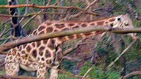Giraffe Dies After Falling Into Trench At Zoo The Hindu