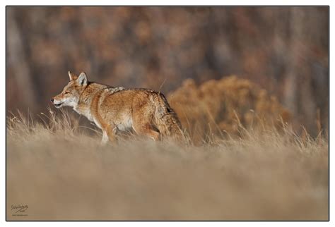 Doors open at 7 am | auction starts at 9 am. Healthy Colorado Coyote - FM Forums