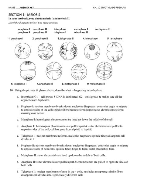 Section 1 Reinforcement Cell Division And Mitosis Worksheet Answers