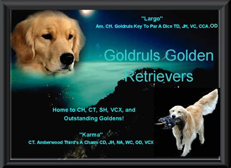 Golden retriever dog breeders in north carolina (nc) offering quality english golden retriever puppies and english/american blends. Golden Retriever Puppies GA