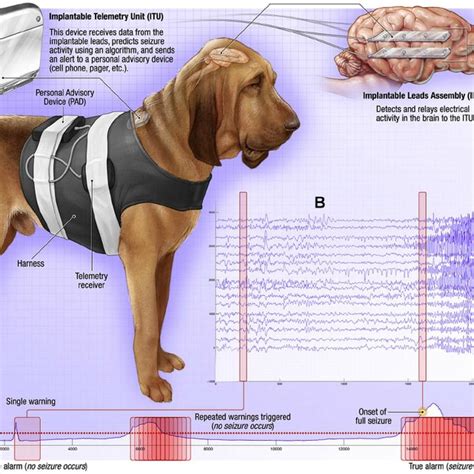 Pdf Forecasting Seizures In Dogs With Naturally Occurring Epilepsy