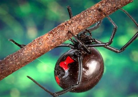 To reduce your risk of being bitten. 7 photos what does a black widow spider and his bite look like