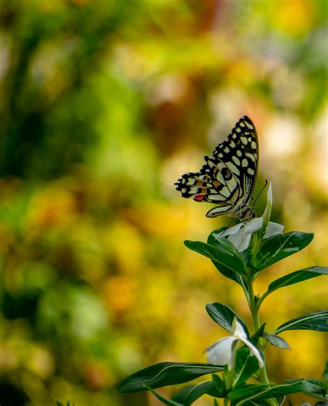 Beautiful Butterfly Pictures Download Free Images On