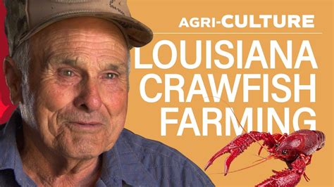 Agriculture Crawfish Farmers In South Louisiana Youtube