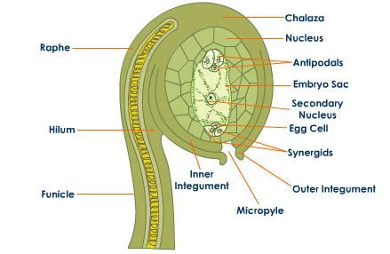 Draw The Well Labelled Diagram Of Longitudinal Section Of Ovule The