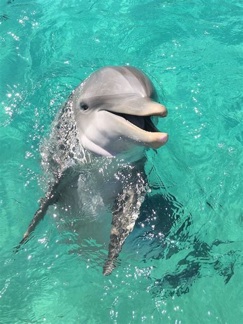 Dolphin😍 Beautiful Sea Creatures Animals Cute Animals