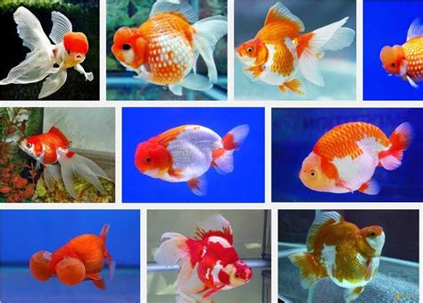 Jenis Ikan Hias Aquarium Terlengkap Yang Mudah Dipelihara