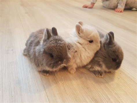 Cute Small Baby Netherland Dwarf Bunny Rabbits For Sale In Clacton On
