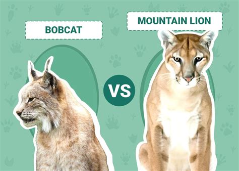 Bobcat Vs Mountain Lion The Key Differences With Pictures Animal World