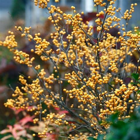 4 Pot Gold Winterberry Holly Berry Heavy Live Plant Proven Winners