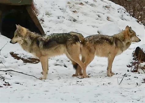 Gray wolf, wolves and red fox information, photos and fun facts. Critically Endangered Mexican Gray Wolves Engage in ...