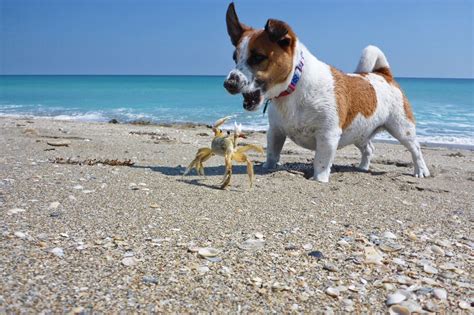 Floridas Best Off Leash Dog Parks And Beaches Dog Friendly Beach