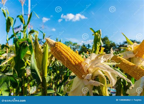 Fresh Organic Corn And Corn Tree In Corn Field Stock Photo Image Of