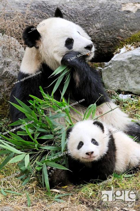 Giant Panda Mother Feeding On Bamboo And Baby Ailuropoda