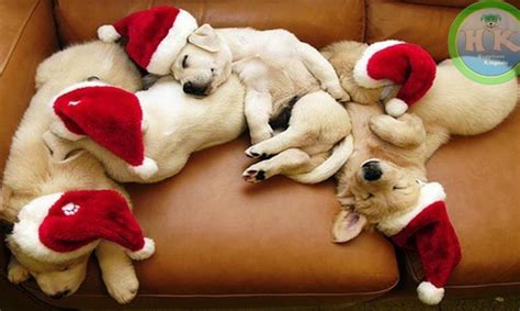 Adorable Cute Puppies Getting Ready For Christmas 🎅🎅 Puppy Dressed Up