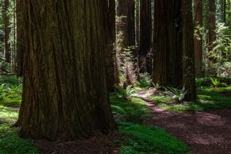 Walk Among The Tallest Trees In The World At Founders Grove In