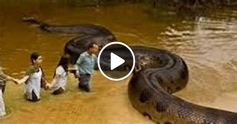 Anaconda Swallows Father Alive Near In This Hotel Video Dailymotion