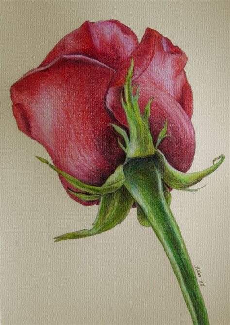 Red Rose By Jenny Haslimeier Color Pencil Art Flower Drawing