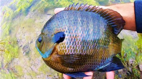 Giant Bluegill Fishing With Lures Youtube