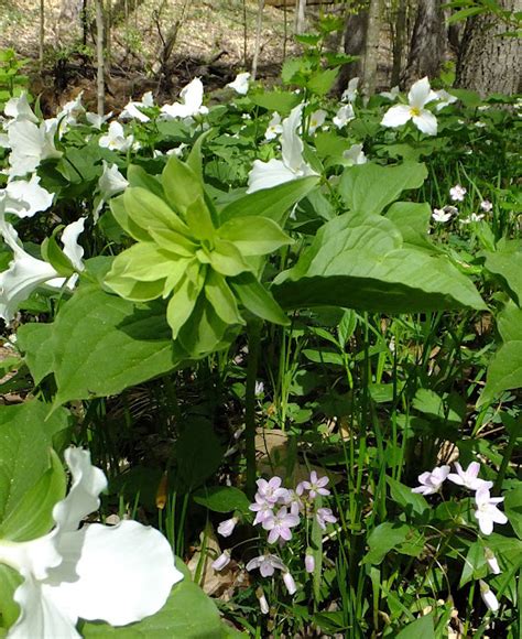 Plants Amaze Me Spring Wildflowers In Aman Park Ottawa County Michigan