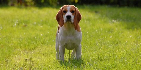 Il Cane Beagle Carattere Cure E Consigli Petfun