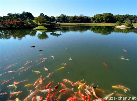 The final design resulted in a pond approximately 13ft long x 6ft wide and 3ft 6 deep which would stand 3ft out of ground and which we calculated to be around 1700 gallons. Koi pond in Okayama Koraku-en