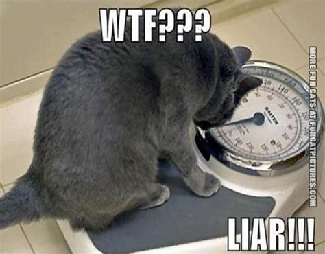 The 20 Funniest Diet Memesplus Cats Man V Fat