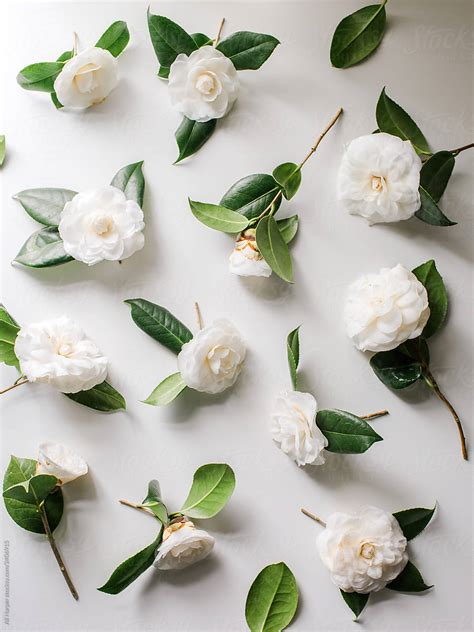 Flower Flat Lay Of White Camellias By Stocksy Contributor Ali Harper