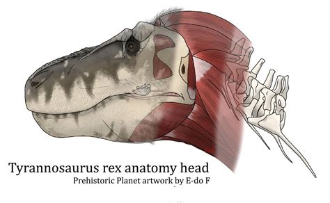 Tyrannosaurus Rex Anatomy Head Prehistoric Planet By Artist Raptor94
