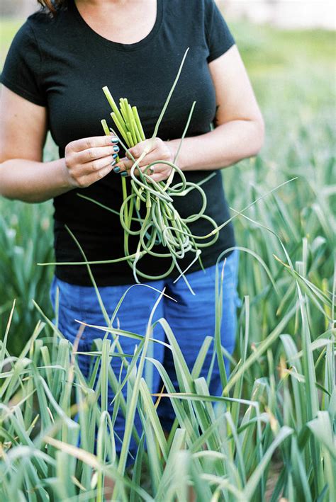 Woman Pulling Scapes From Hardneck Garlic Plants In Summer Photograph